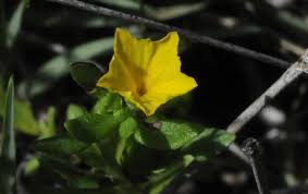 Image result for Euploca katangensis