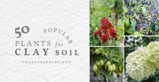 24 of the best perennials that will thrive in clay soil. 50 Plants For Clay Soil Flowers Shrubs And Trees