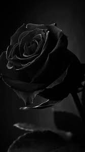 Aesthetic Black And White Rose Wallpaper Pin By Kathleen Currier On Roses Aesthetic Roses Black Roses Wallpaper Black Rose