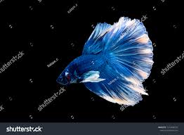 Blue Betta Fish Siamese Fighting Fish Stock Photo Edit Now 1515458732