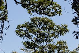 Image result for Brachystegia taxifolia