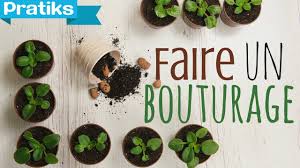 Comment bouturer la lavande ? Comment Faire Un Bouturage Youtube