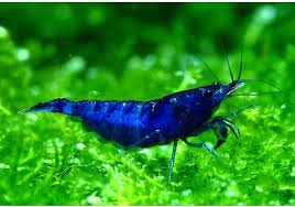 Harmony in the Tank: Achieving Compatibility Among Aquarium Shrimp and  Their Tankmates - Royal Spoon - The Scoop On The Royal Family