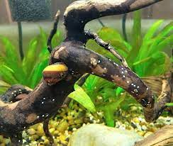Nerite snails will breed and lay eggs, but they don't hatch as the larvae need brackish water to survive. What To Do With Unhatched Nerite Snail Eggs Aquanswers