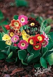 Image result for Primula x pubescens
