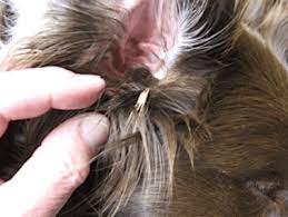 This is why foxtail is typically a problem for the second hay. Keep Your Dog Away From Deadly Foxtail Grass This Summer Seattle Dogspot