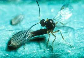 Parasitoid Wikipedia