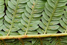 Image result for Cyathea dregei