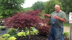 Graceful, elegant, and near carefree to maintain, these vibrant showstoppers can't help but be the. Japanese Maple Has Several Sections With Dead Branches Youtube