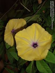 Image result for Ipomoea tuberculata