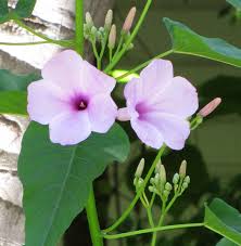 Image result for Ipomoea carnea