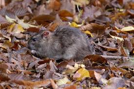 Wehringhausenerin Bemangelt Luxushotel Fur Ratten Tierschutzfutterstelle Fur Tauben In Hagen Lockt Ratten An Hagen