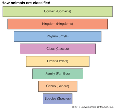 Etymology Of Penguin Names Penguins International