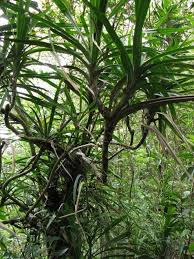 Image result for Pandanus chiliocarpus