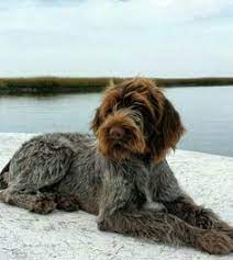 Why buy a wirehaired pointing griffon puppy for sale if you can adopt and save a life? 140 German Wirehaired Pointer Ideas German Wirehaired Pointer Hunting Dogs Dogs