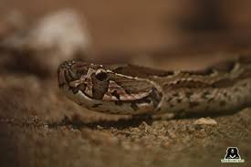 Forest and wildlife come in concurrent subject and both parliament and state legislative assemblies can legislate on this subject. Laws Protecting Reptiles In India Wildlife Sos