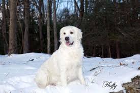 Although the golden retriever is playful, outgoing and social, this puppy also has a calm demeanor and a great willingness to learn. White Golden Retriever Puppies Ct Connecticut Akc Certified Ma Nj Ny Pa De Md Ri Ca Az Tx