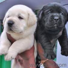 Labrador retrievers are an adorable and popular dog breed that can make a great addition to your household. Labrador Puppy In Lucknow In Lalbagh Lucknow Pets On Lucknow Quikr Classifieds