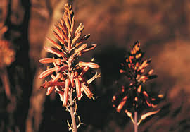 Image result for Aloe christianii