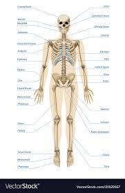 Realistic Human Skeletal System Infographics