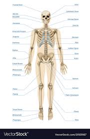 realistic human skeletal system infographics