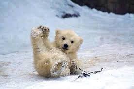 Jonge Ijsbeer Dieren Schattige Dieren Baby Dieren