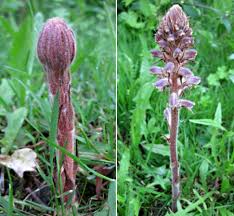 Image result for Orobanche minor