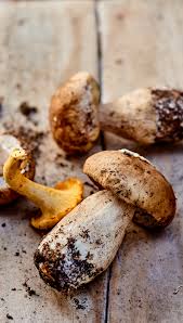 Jeunes Cepes Coupes Surgeles Picard Cepes Plat De Saison Champignons Sauvages