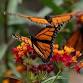 Follow the Monarchs: Migration Tours 2025