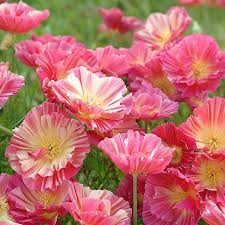 Pin On Flowers