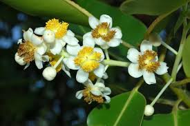 Image result for Calophyllum inophyllum