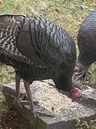 Early settlers in the southeast learned from native americans how to build calls and use them to mimic a female turkey. Clean Up Crew Feederwatch
