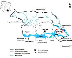 Image result for Panicum phragmitoides