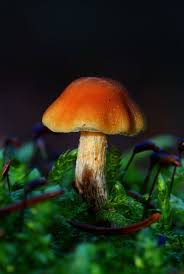 Kleiner Pilz Doch So Gross Pilze Pflanzen Bilder