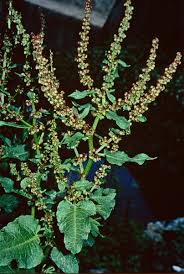 Image result for Rumex nepalensis