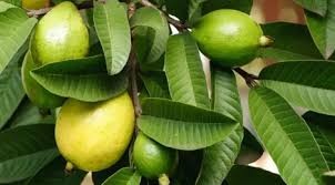 Apakah anda ingin tahu cara budidaya jambu kristal? Masker Daun Jambu Biji Untuk Cerahkan Kulit Hilangkan Jerawat Beauty Fimela Com