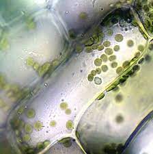 Maybe you would like to learn more about one of these? Cell Structure