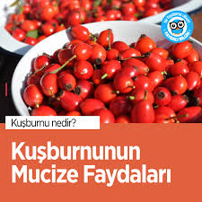 Kusburnunun Mucize Faydalari Faydali Bilgin Faydalibilgi Faydalari Kusburnu Saglik Bilgi Faydalibilgin Healthy Nutrient Health