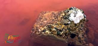 Las Salinas Salt Flats Cabo Rojo Puerto Rico Porta Del Sol Cabo Rojo Cabo Puerto Rico