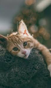 Pin By Mercedes On Cats Cute Cats And Kittens Pretty Cats Beautiful Cats