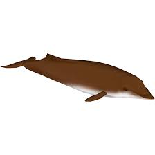 They can be found in waters near japan and southern california and as far north as the bering sea. Baird S Beaked Whale Zoo Tycoon Wildlife Design Team Zt2 Download Library Wiki Fandom