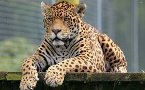 Black jaguar wallpapers wallpaper cave. Jaguar Wallpapers And Hd Backgrounds Free Download On Picgaga