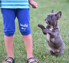 All of our frenchie puppies are from quality stock and come with a health warranty against genetic defects. Pin On Puppies