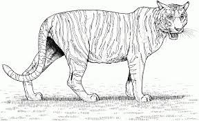 Below we re present free realistic animal coloring pages for your kids download all of this animal coloring pages then print it on a4 paper then let your kids do the rest they will love this gift. Realistic Tiger Animal Coloring Pages Novocom Top