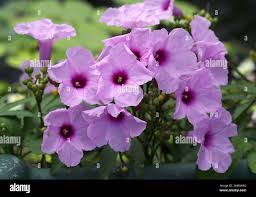 Image result for Ipomoea shirambensis