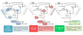 The partial thromboplastin time (ptt) test is performed primarily to determine if heparin therapy is effective and it can also detect a clotting/bleeding disorder. Activated Partial Thromboplastin Time Aptt Prothrombin Time Pt Download Scientific Diagram