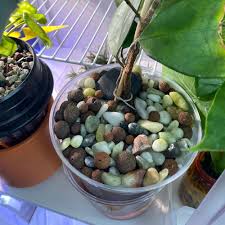 Image result for Ficus trichopoda