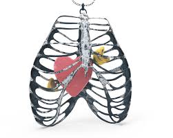 The thoracic cage consists of the 12 thoracic vertebrae, the associated intervertebral discs, 12 pairs of ribs with their costal cartilages, and the sternum. Necklace Rib Cage Heart 3d Model 40 Max Free3d