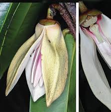 Image result for Xylopia lukei