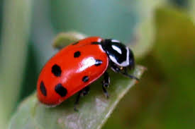 It can consume up to 5,000 aphids in its lifetime, and its appetite begins in the larval stage. Instructions For Releasing Ladybugs In Your Garden